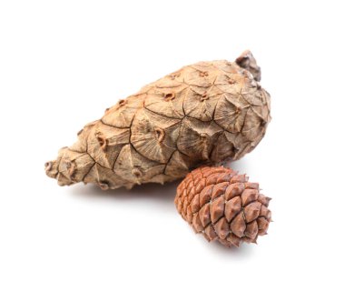 Beyaz arka planda güzel çam kozalakları