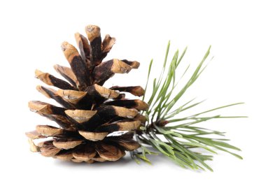 Beyaz arkaplanda güzel bir çam kozalağı ve köknar dalı