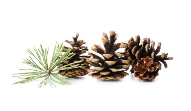 Güzel çam kozalakları ve beyaz arkaplanda köknar dalı