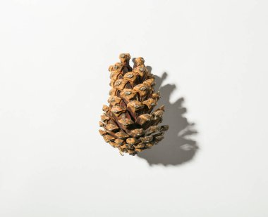 Beyaz arkaplanda çam kozalağı