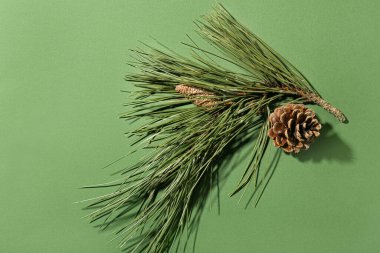 Yeşil arka planda köknar dalıyla çam kozalağı