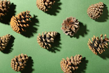 Yeşil arkaplanda çam kozalakları