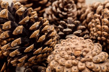 Çam kozalaklarının dokusu, yakın plan.