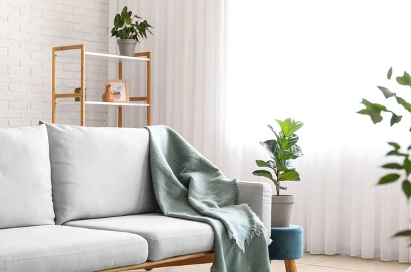 Sofa Houseplants Modern Stylish Interior Living Room — Stock Photo, Image