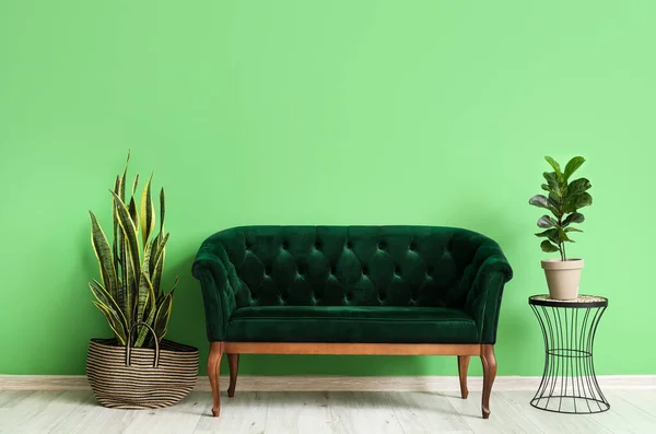 Comfortable Sofa Houseplants Color Wall Room — Stock Photo, Image