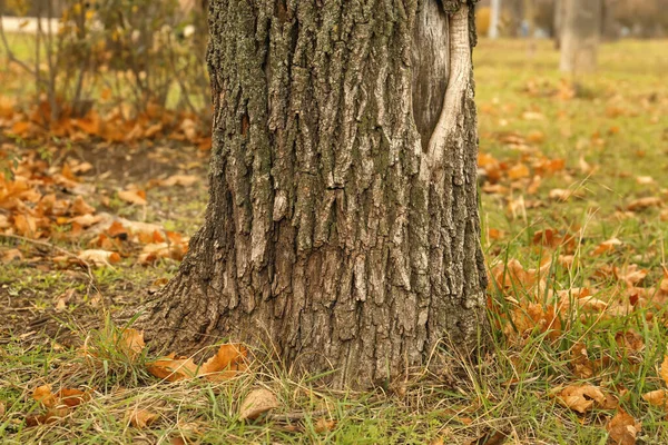Ствол Дерева Осеннем Парке — стоковое фото