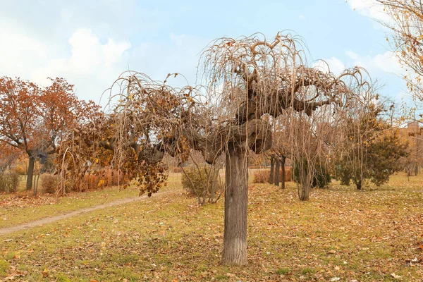 View Bare Weeping Mulberry Tree Autumn Park — Stock Photo, Image