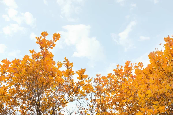 Tree Branches Beautiful Golden Leaves Blue Sky — Stock Photo, Image