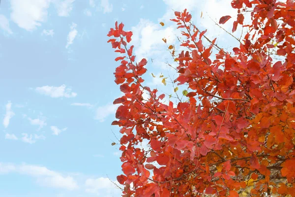 Boom Takken Met Rode Herfstbladeren Tegen Blauwe Lucht — Stockfoto