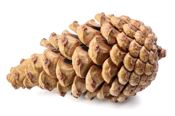 Beautiful Pine Cone White Background — Stock Photo, Image