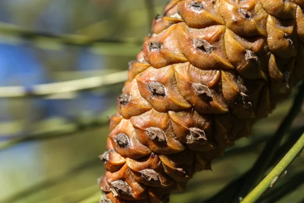 Köknar dalında güzel bir kozalak, yakın plan.