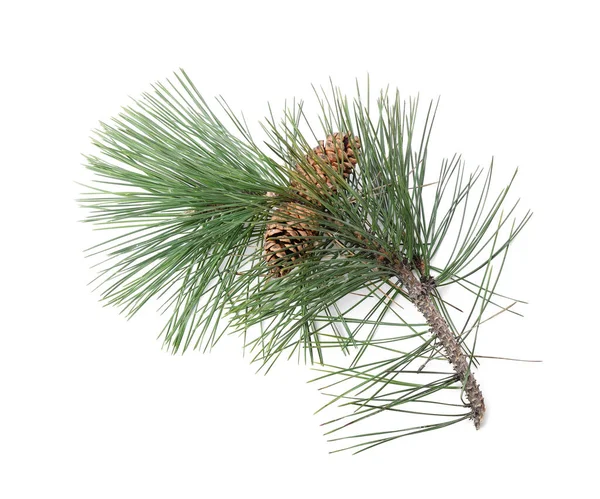 Beyaz arkaplanda çam kozalakları olan ana dal