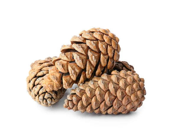 Beyaz arka planda güzel çam kozalakları