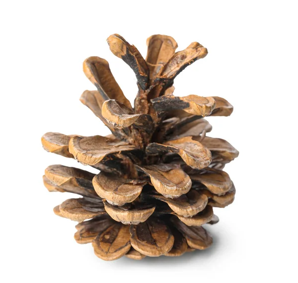 Beyaz arkaplanda güzel bir kozalak