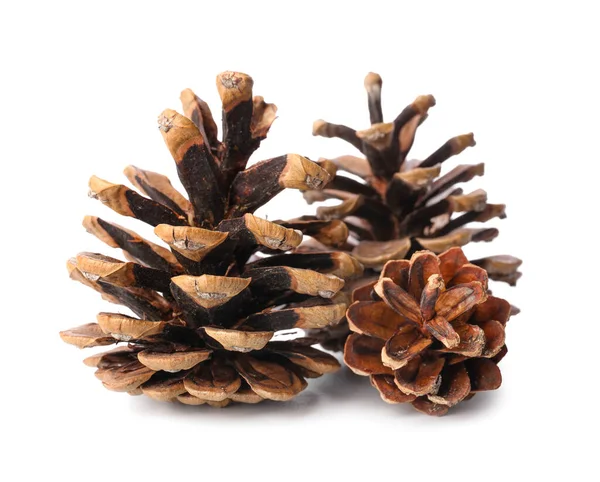 Beautiful Pine Cones White Background — Stock Photo, Image