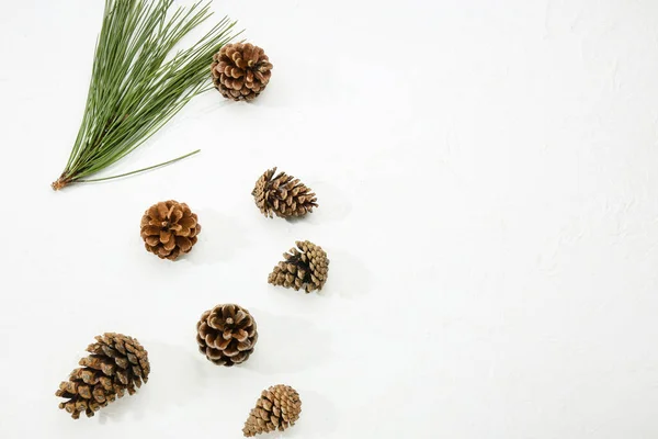 Pine Cones Fir Branch Light Background — Stock Photo, Image