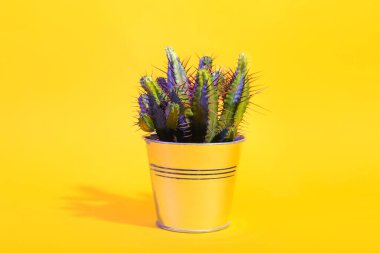 Renk arkaplanı üzerine taze kaktüs