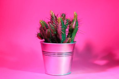 Renk arkaplanı üzerine taze kaktüs