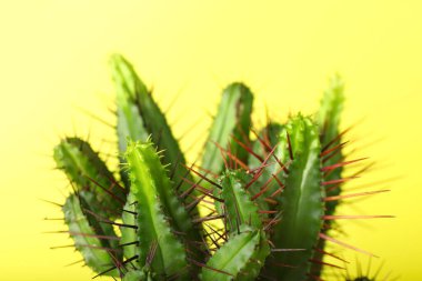 Renk arkaplanı üzerine taze kaktüs, yakın plan