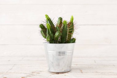 Beyaz ahşap arka planda taze kaktüs