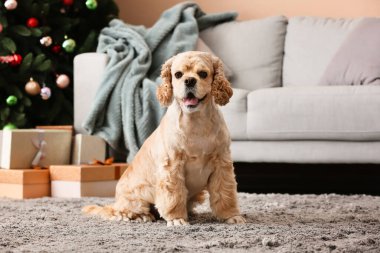 Noel arifesinde evde sevimli bir köpek var.