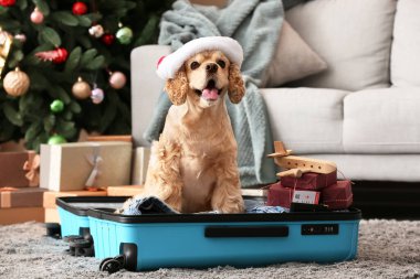 Hediyeli, pasaportlu ve biletli sevimli köpek Noel arifesinde evde bavulunda oturuyor.