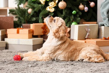 Noel arifesinde evde sevimli bir köpek var.