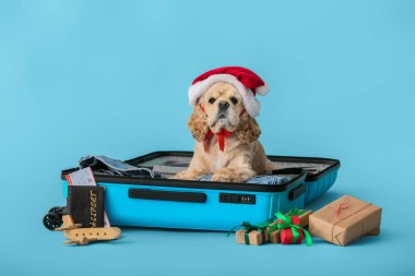 Bavulu, pasaportu ve renkli bileti olan sevimli bir köpek.