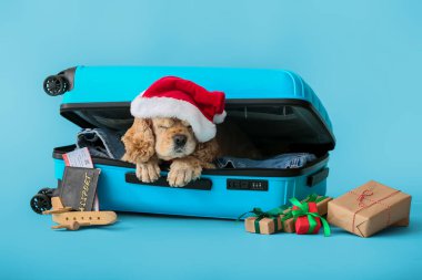 Bavulu, pasaportu ve renkli bileti olan sevimli bir köpek.