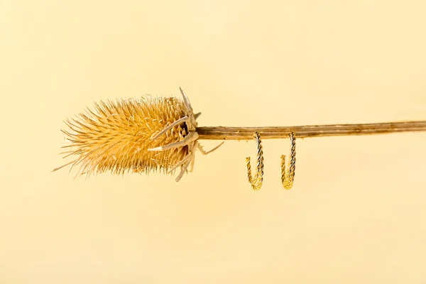 Teasel Fleur Boucles Oreilles Élégantes Sur Fond Couleur — Photo