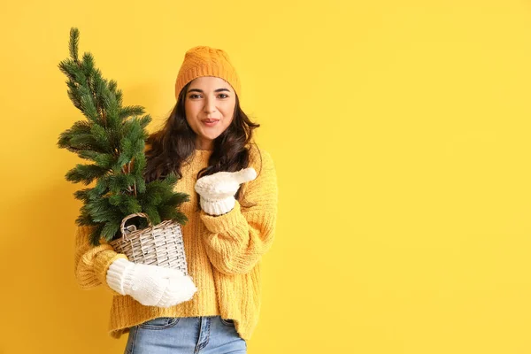 Hübsche Junge Frau Winterkleidung Und Mit Weihnachtsbaum Auf Farbigem Hintergrund — Stockfoto