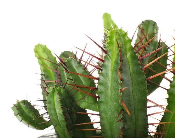 Fresh Cactus White Background Closeup — Stock Photo, Image