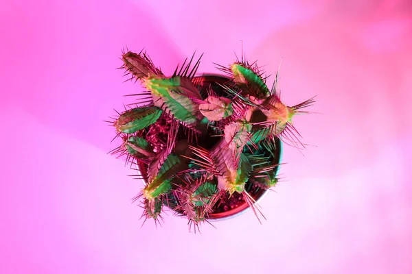 Cactus Fresco Sfondo Colori — Foto Stock