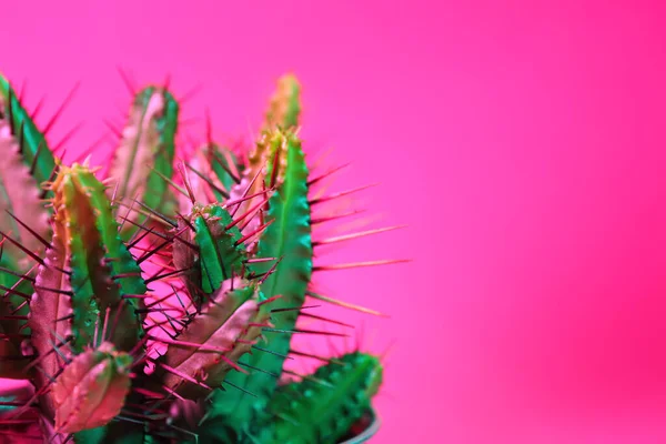 Verse Cactus Kleur Achtergrond Close — Stockfoto