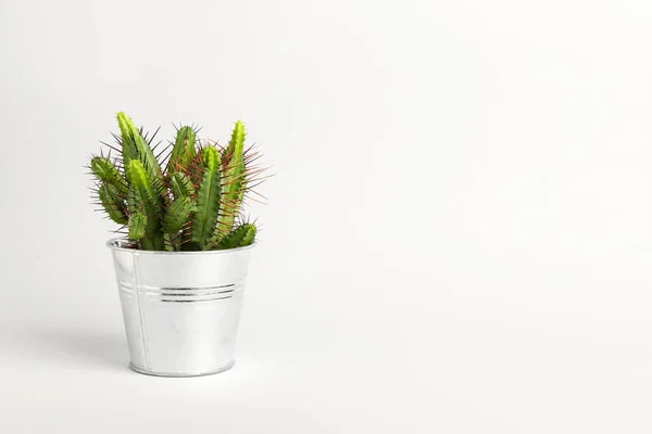 Fresh Cactus White Background — Stock Photo, Image