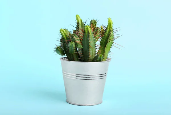 Fresh Cactus Color Background — Stock Photo, Image