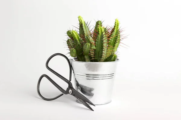 Fresh Cactus Scissors White Background — Stock Photo, Image