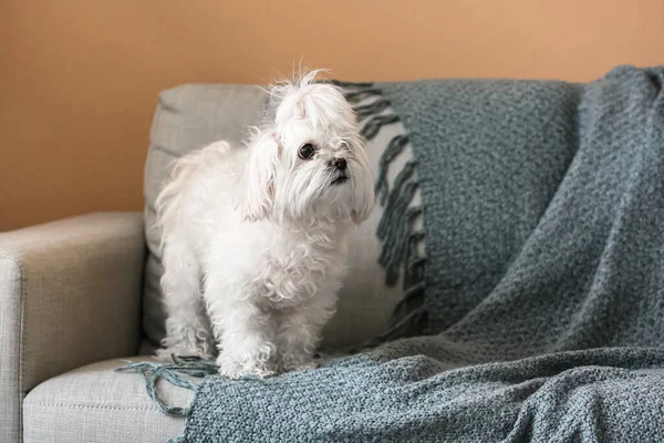 家でソファの上の愛らしい面白い犬 — ストック写真