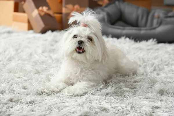 Anjing Lucu Yang Manis Rumah Pada Malam Natal — Stok Foto