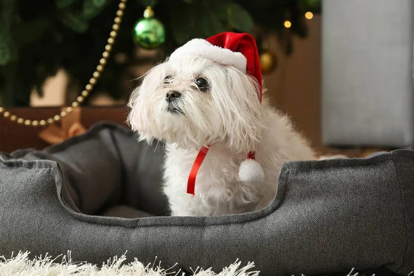 Adorable Funny Dog Bed Home Christmas Eve — Stock Photo, Image