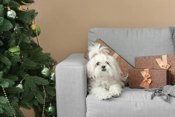 Adorable Perro Divertido Con Regalos Sofá Casa Víspera Navidad — Foto de Stock