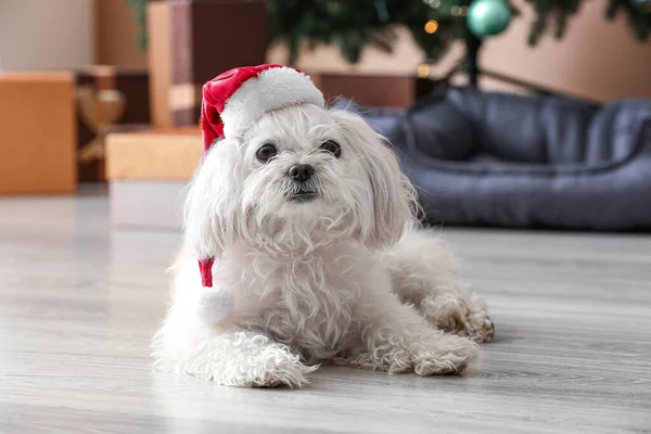 Очаровательный Смешной Пёс Дома Канун Рождества — стоковое фото