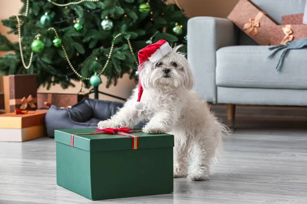 Adorable Perro Divertido Con Regalo Casa Víspera Navidad — Foto de Stock