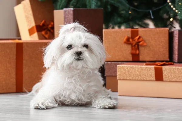 Uroczy Zabawny Pies Prezentami Domu Wigilię Bożego Narodzenia — Zdjęcie stockowe