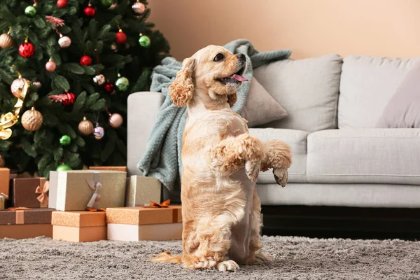 Nuttet Hund Hjemme Juleaften - Stock-foto