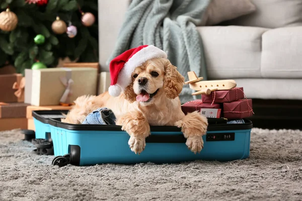 Hediyeli, pasaportlu ve biletli sevimli köpek Noel arifesinde evde bavulun içinde yatıyor.