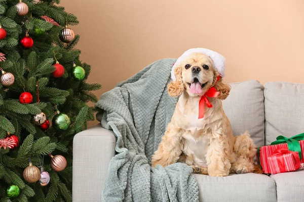 Очаровательная Собака Подарками Диване Дома Канун Рождества — стоковое фото