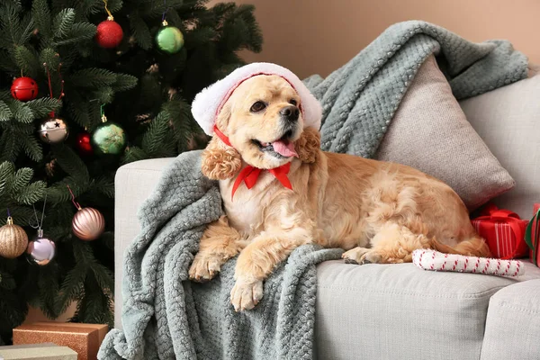 Чарівна Собака Подарунками Дивані Вдома Напередодні Різдва — стокове фото