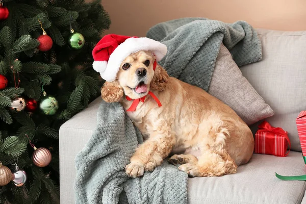 Очаровательная Собака Подарками Диване Дома Канун Рождества — стоковое фото