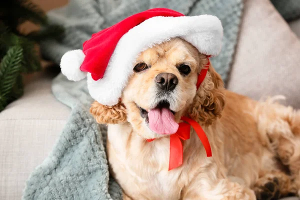 Liebenswerter Hund Mit Weihnachtsmütze Hause Heiligabend — Stockfoto